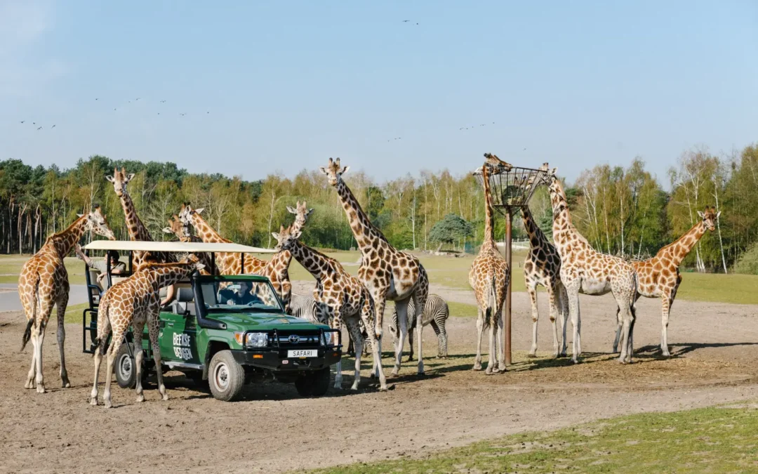 Beesten bekijken in de Beekse Bergen