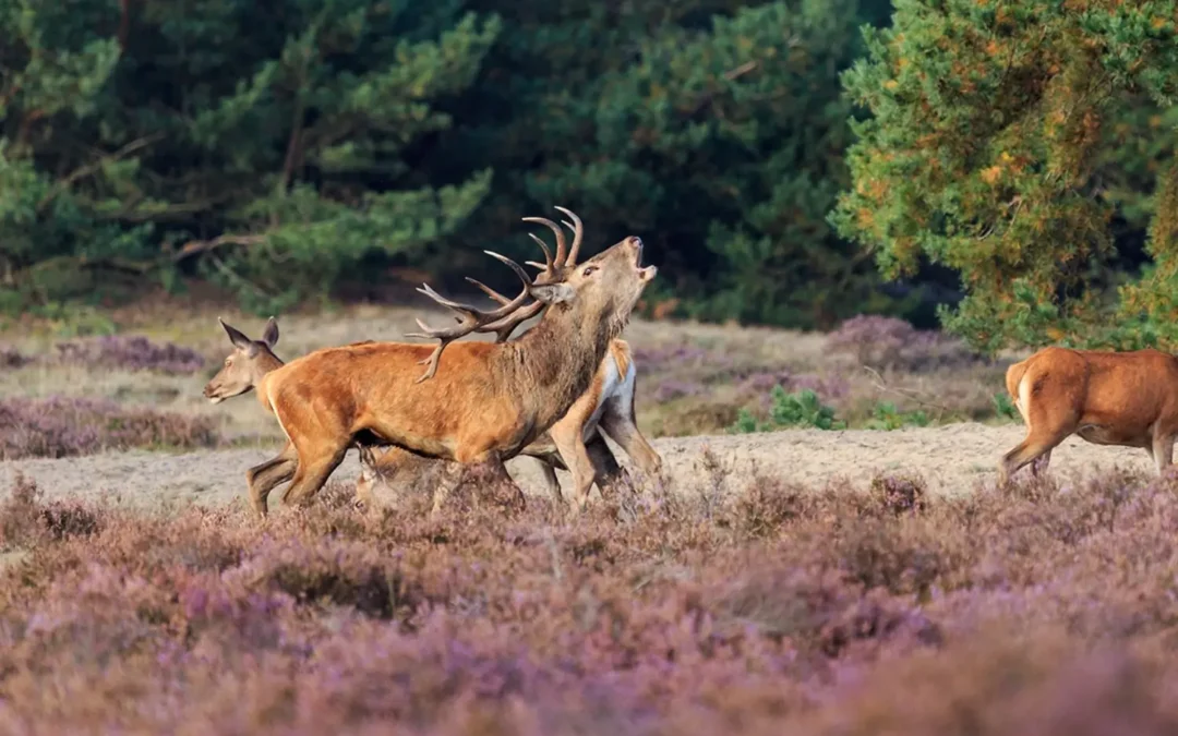 De Veluwe en Paleis het Loo